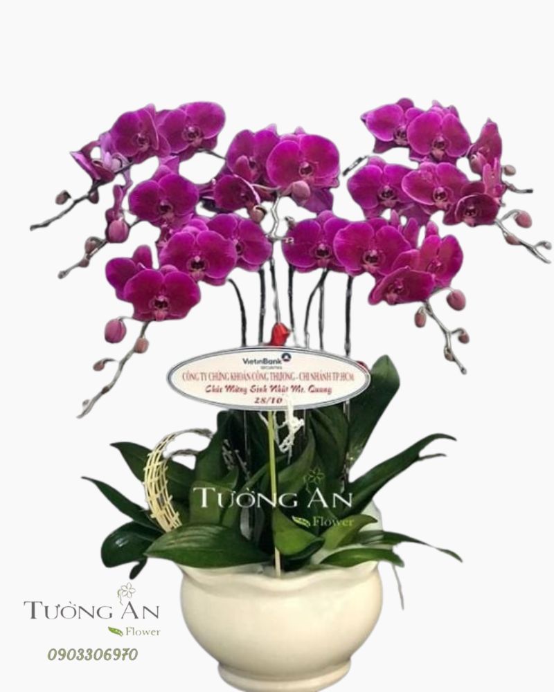  Chậu Lan Hồ Điệp Tím - S936 