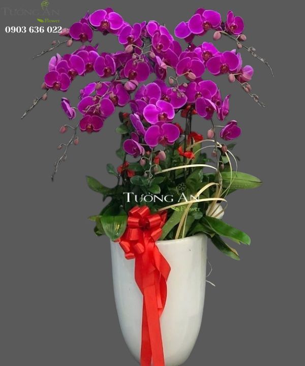  Chậu Lan Hồ Điệp Tím - S964 
