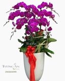  Chậu Lan Hồ Điệp Tím - S964 