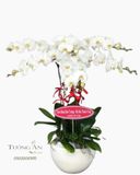  Chậu Lan Hồ Điệp Trắng 6 Cành - S808 