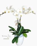  Chậu Lan Hồ Điệp Trắng Đẹp - S818 