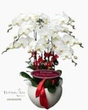  Chậu Lan Hồ Điệp Trắng Đẹp - S820 