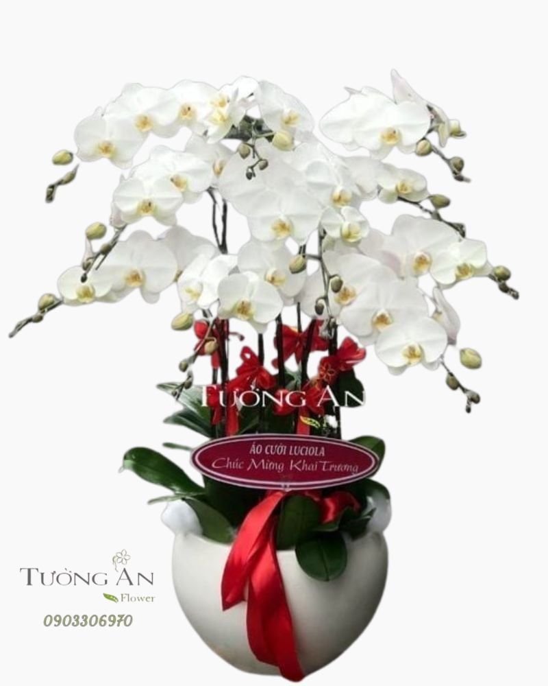  Chậu Lan Hồ Điệp Trắng Đẹp - S820 