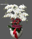  Chậu Lan Hồ Điệp Trắng Đẹp - S820 