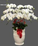  Chậu Lan Hồ Điệp Trắng Đẹp - S822 