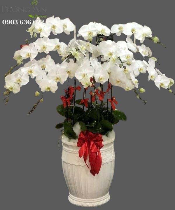  Chậu Lan Hồ Điệp Trắng Đẹp - S822 