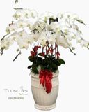  Chậu Lan Hồ Điệp Trắng Đẹp - S822 