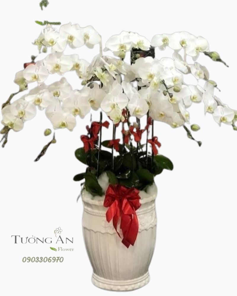  Chậu Lan Hồ Điệp Trắng Đẹp - S822 
