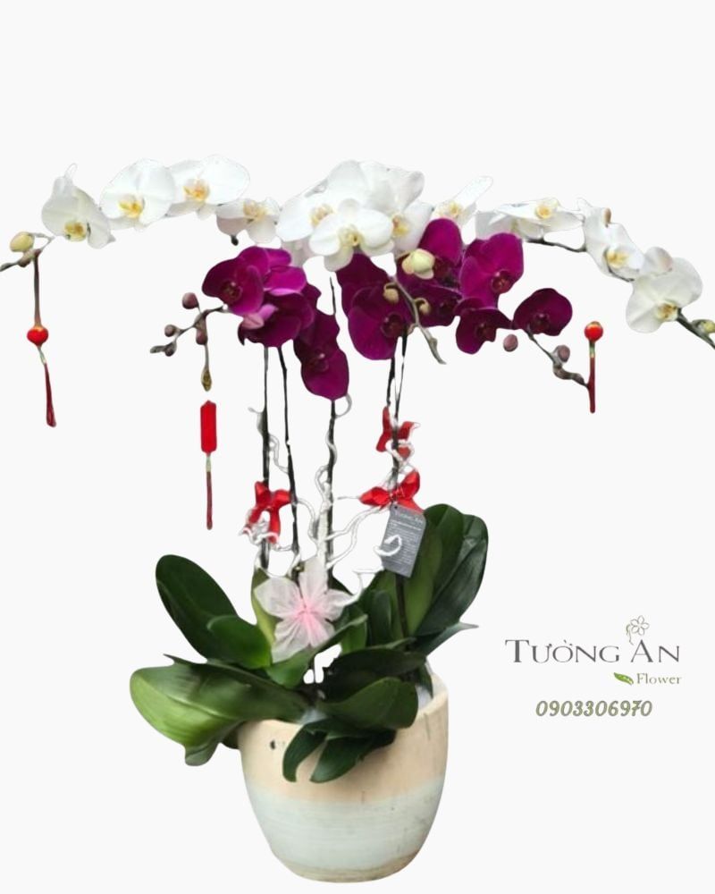  Chậu Lan Hồ Điệp - S884 
