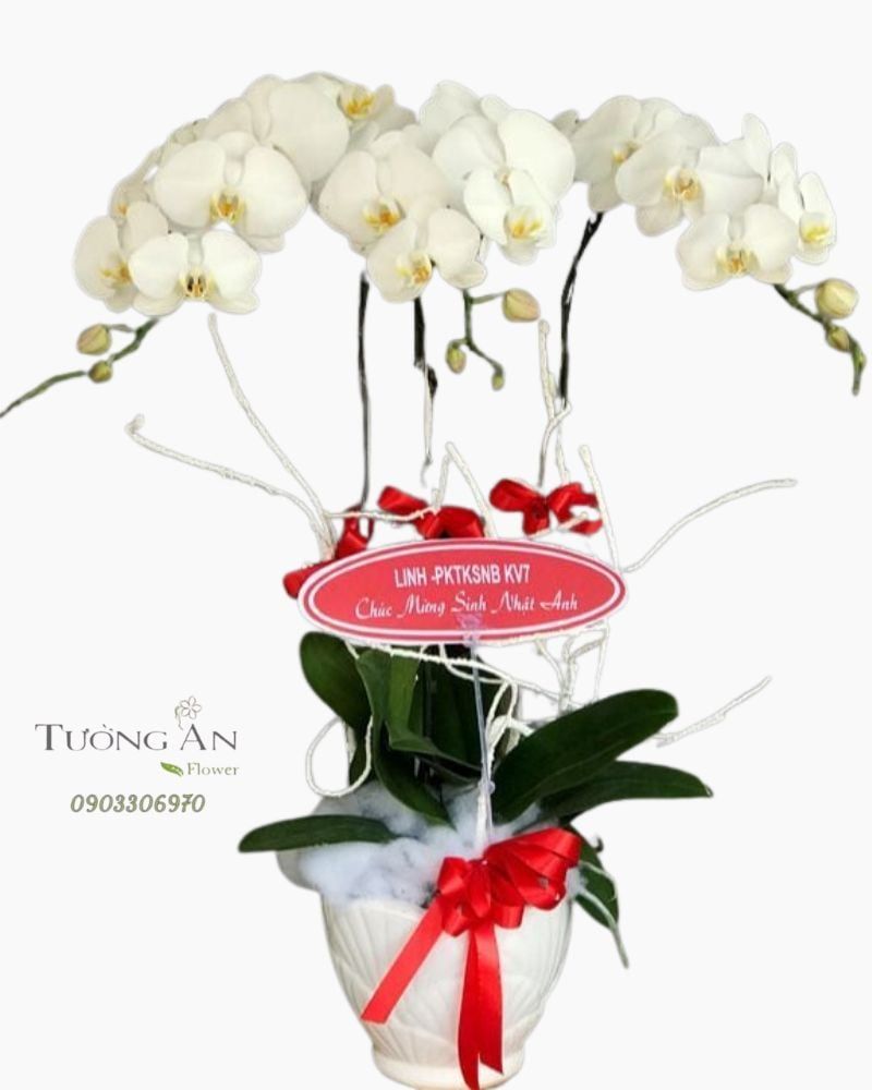  Chậu Lan Hồ Điệp Trắng - S809 