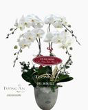  Chậu Lan Hồ Điệp Trắng - S849 