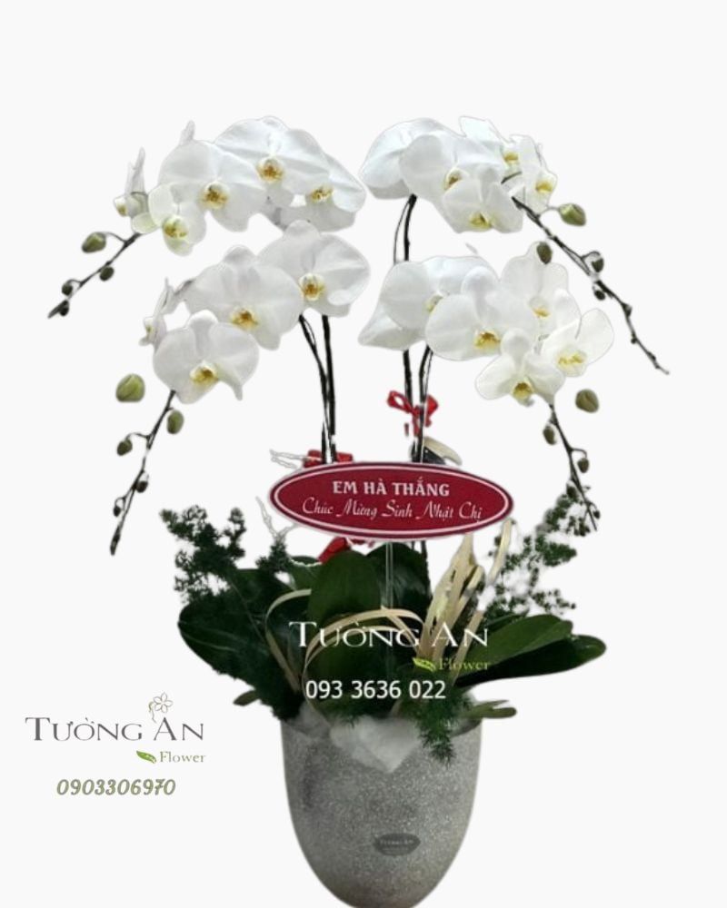  Chậu Lan Hồ Điệp Trắng - S849 