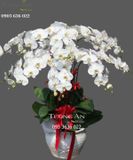  Chậu Lan Hồ Điệp Trắng - S862 