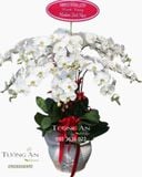  Chậu Lan Hồ Điệp Trắng - S862 
