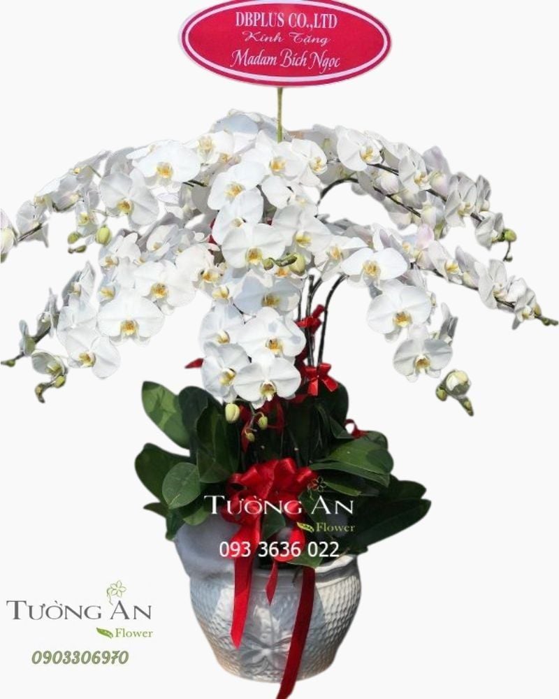  Chậu Lan Hồ Điệp Trắng - S862 