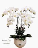  Chậu Lan Hồ Điệp Trường Tồn - S700 