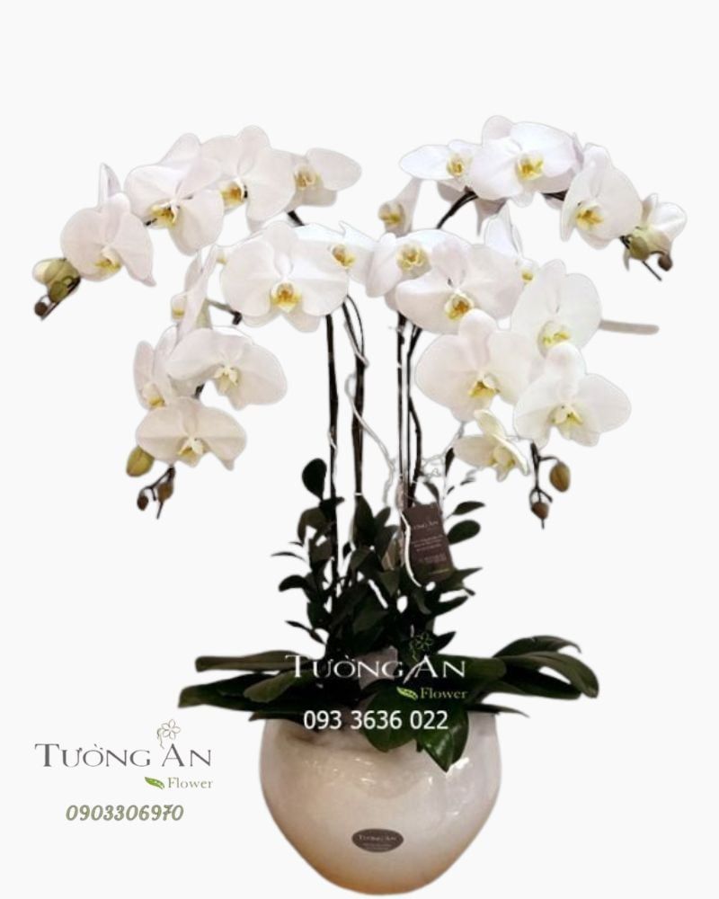  Chậu Lan Hồ Điệp Trường Tồn - S700 