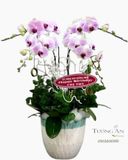  Chậu Lan Hồ Điệp Tứ Quý - S798 