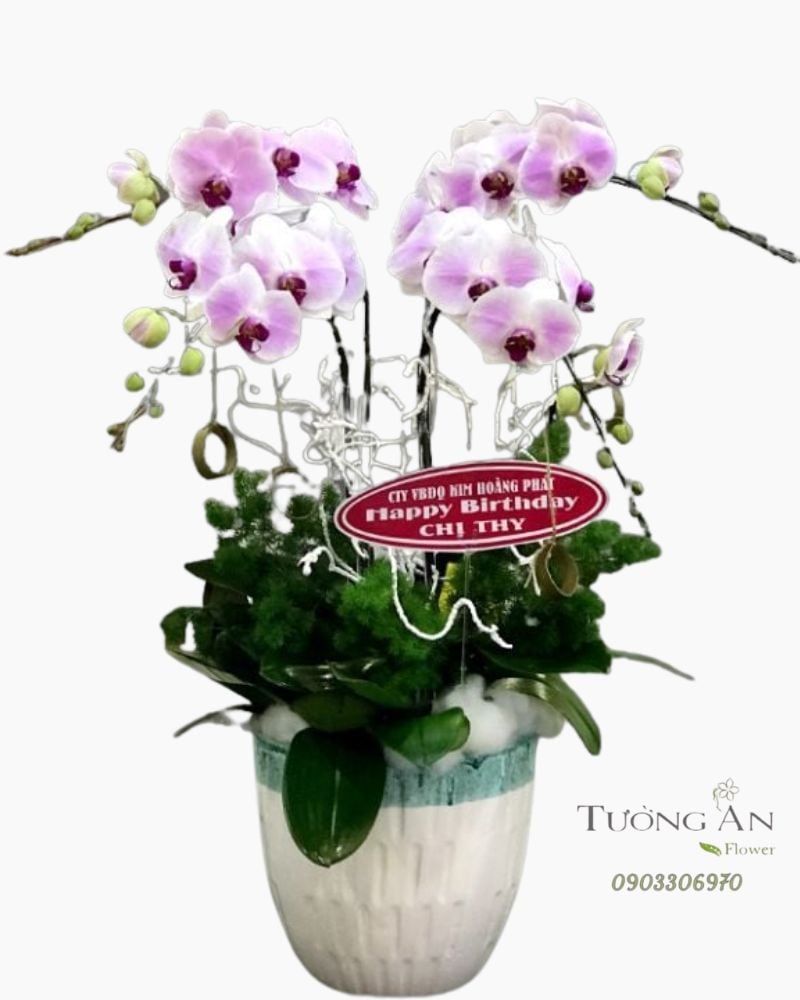  Chậu Lan Hồ Điệp Tứ Quý - S798 