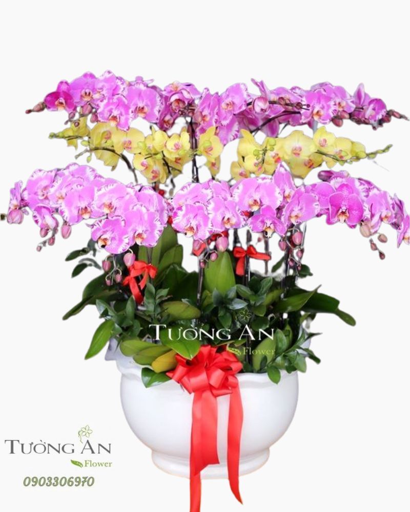  Chậu Lan Hồ Điệp Tươi thắm - S754 