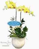  Chậu Lan Hồ Điệp Vàng 2 Cây - S947 