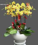 Chậu Lan Hồ Điệp Vàng 9 Cây - S938 