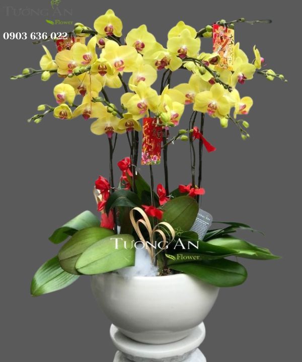  Chậu Lan Hồ Điệp Vàng 9 Cây - S938 