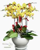  Chậu Lan Hồ Điệp Vàng 9 Cây - S938 