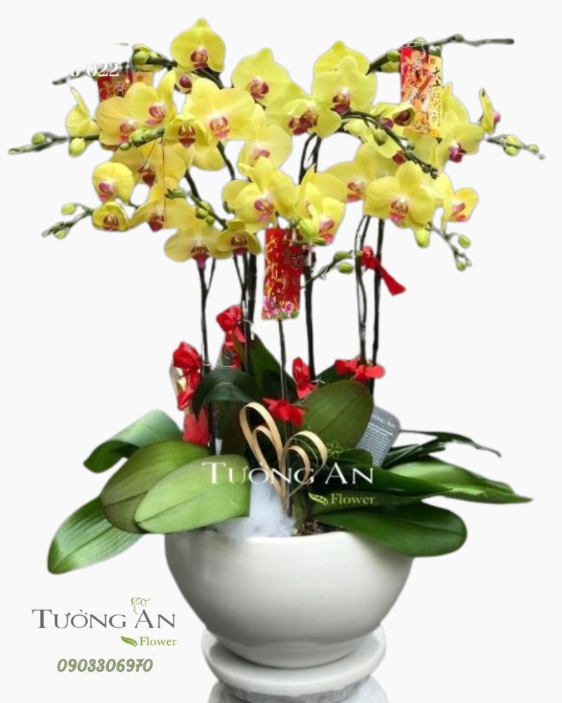 Chậu Lan Hồ Điệp Vàng 9 Cây - S938 