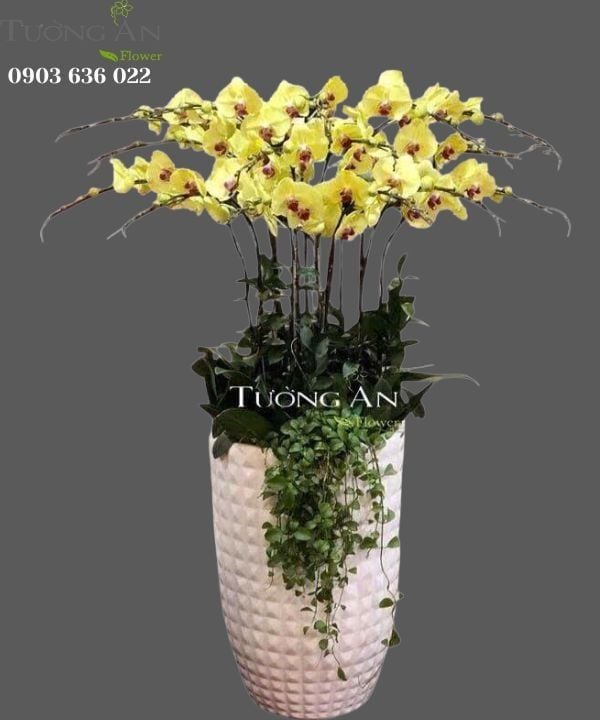  Chậu Lan Hồ Điệp Vàng Đẹp - S825 