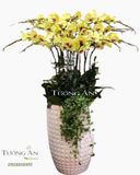  Chậu Lan Hồ Điệp Vàng Đẹp - S825 