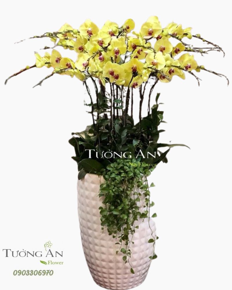  Chậu Lan Hồ Điệp Vàng Đẹp - S825 