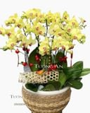  Chậu Lan Hồ Điệp Vàng - S827 