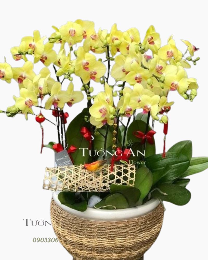  Chậu Lan Hồ Điệp Vàng - S827 