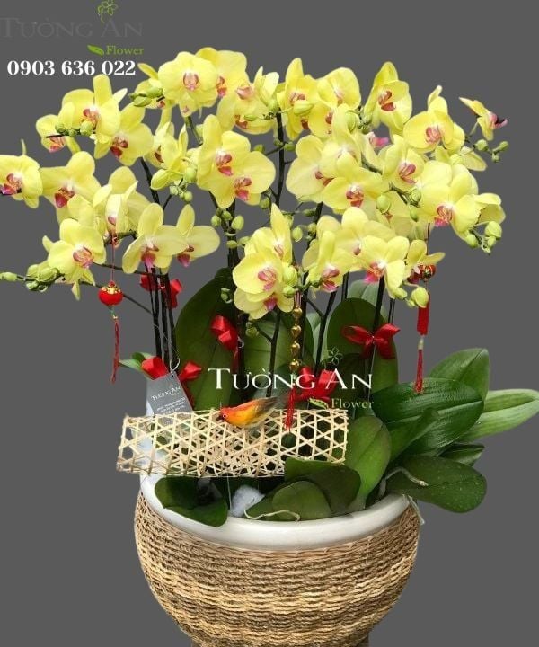  Chậu Lan Hồ Điệp Vàng - S827 