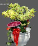  Chậu Lan hồ Điệp Vàng - S831 