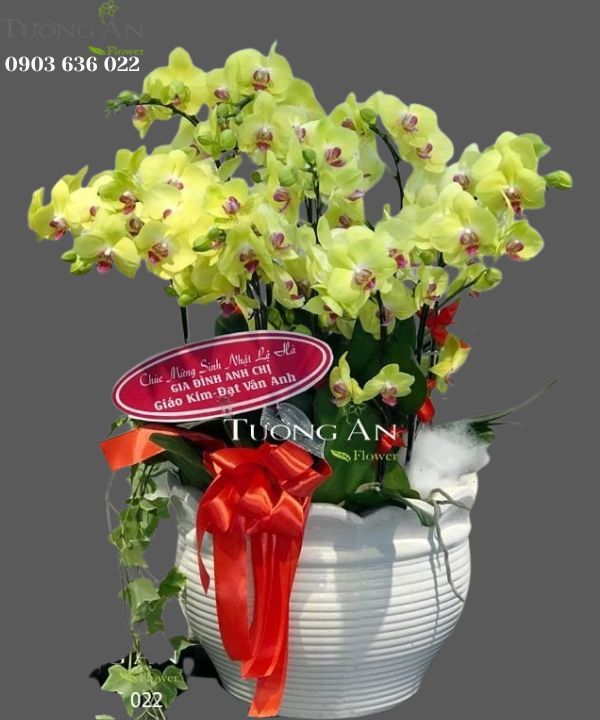  Chậu Lan hồ Điệp Vàng - S831 