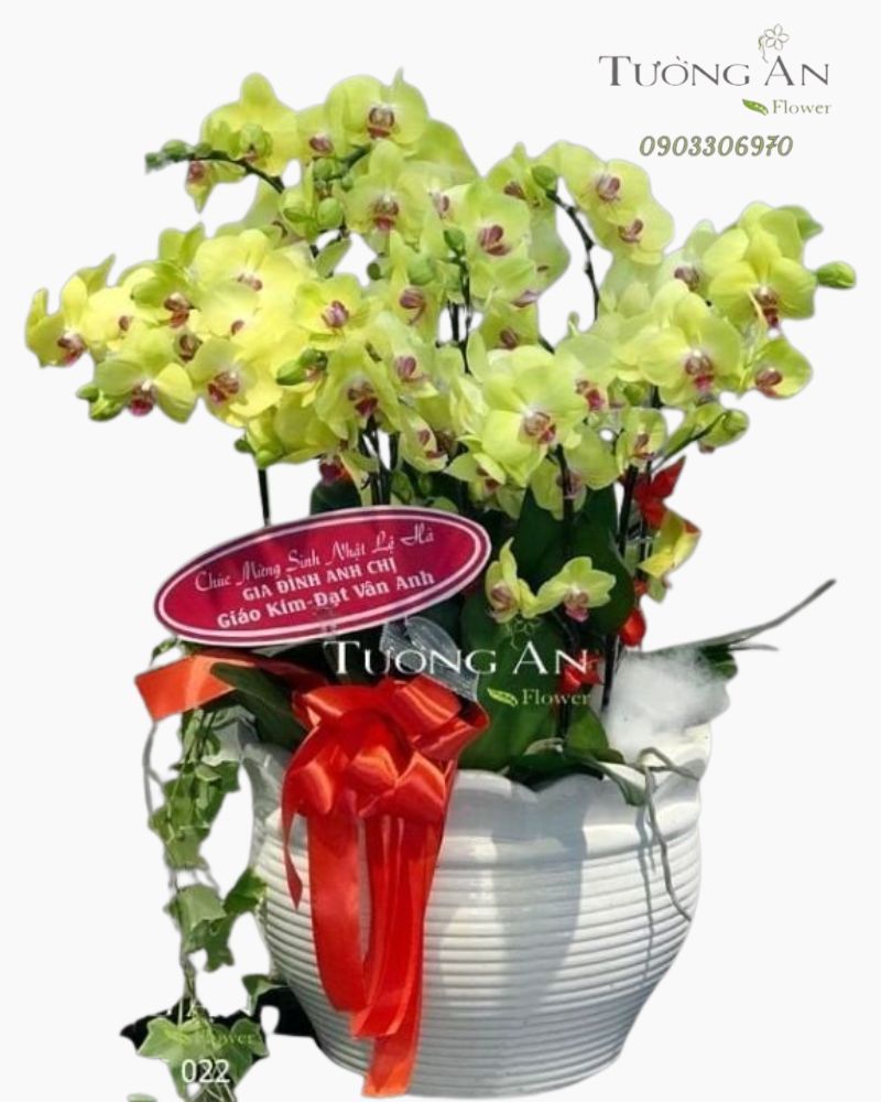  Chậu Lan hồ Điệp Vàng - S831 