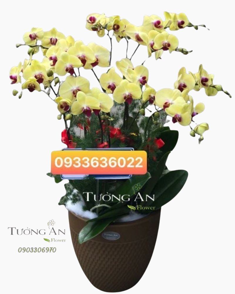  Chậu Lan Hồ Điệp Vàng - S839 