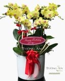  Chậu Lan Hồ Điệp Vàng - S859 