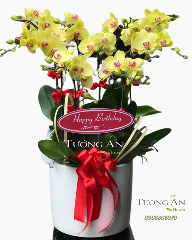  Chậu Lan Hồ Điệp Vàng - S859 