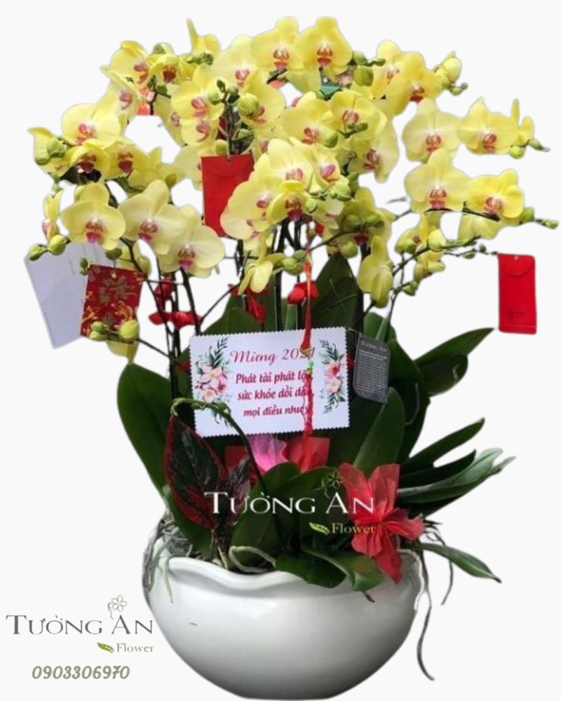  Chậu Lan Hồ Điệp Vàng - S945 