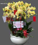  Chậu Lan Hồ Điệp Vàng - S945 