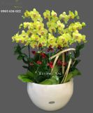  Chậu Lan Hồ Điệp Vàng - S949 