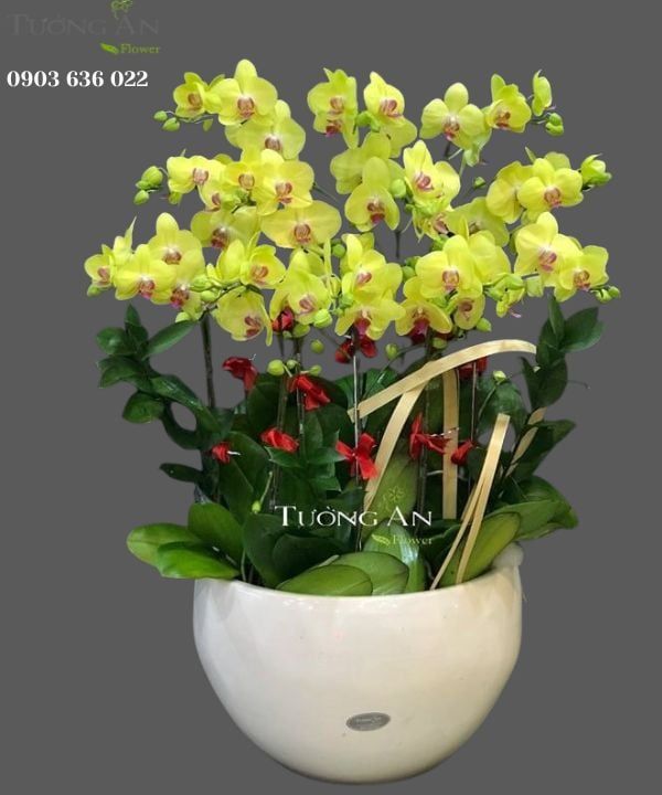  Chậu Lan Hồ Điệp Vàng - S949 