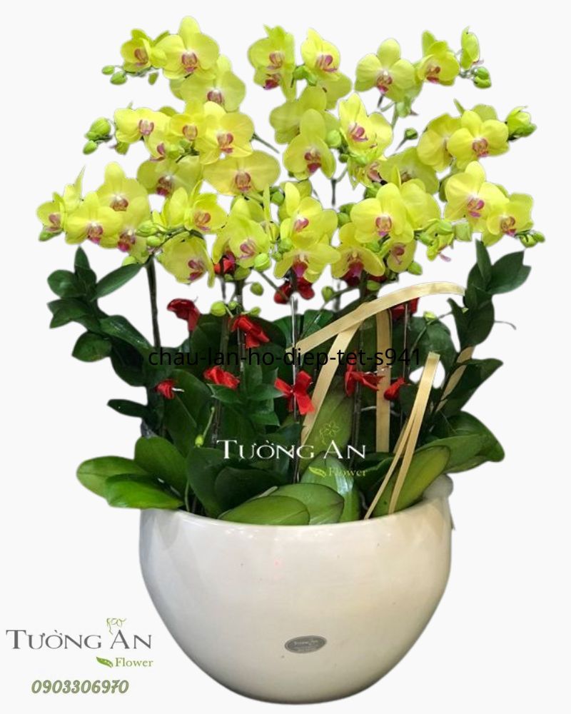  Chậu Lan Hồ Điệp Vàng - S949 