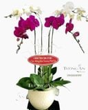  Chậu Lan Hồ Điệp Viên Mãn - S690 