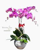 Chậu Lan Hồ Điệp Vui Xuân - S790 