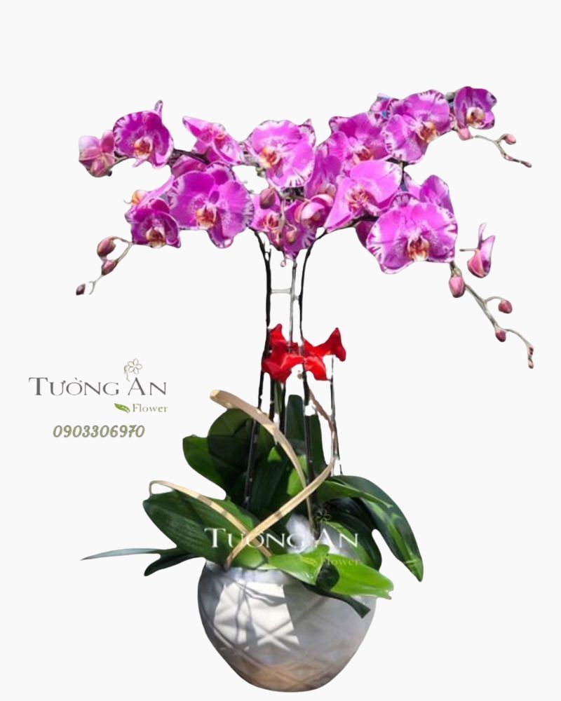  Chậu Lan Hồ Điệp Vui Xuân - S790 