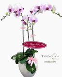  Chậu Lan Hồ Điệp Vững Chắc - S799 